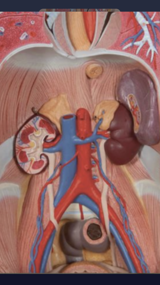 <p>In this picture, what gland is present?</p>