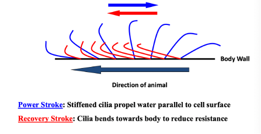 <p><span style="font-family: "Times New Roman", serif;"><span>Cilia: hair-like outgrowths from surface of cell; ciliary beating: a circular motion with 2 components, the power stroke (stiffened cilia propel water) and the recovery stroke (cilia bend towards body to reduce resistance); movement of organism is achieved by synchronized beating of cilia (metachronal beating); cilia beat obliquely/at an angle so the organism moves in a spiral</span></span></p>