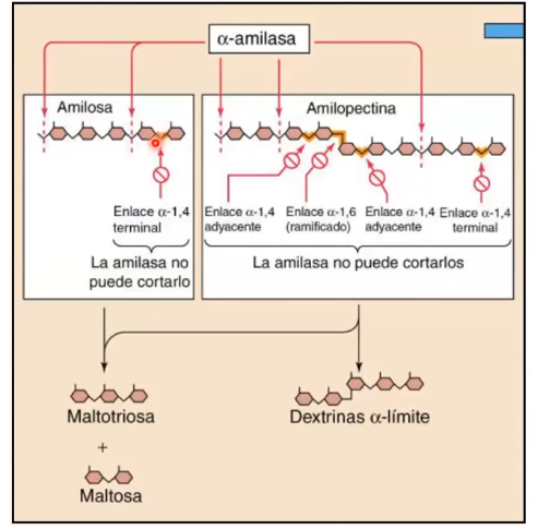 <p><strong>α amilasa pancreática : HIDROLIZA </strong>(<strong>α 1→4)</strong></p><p>Excepciones:</p><p><u>AMILOSA:</u></p><ul><li><p>Enlaces TERMINALES (<strong>α 1→4)</strong> <strong>, </strong>no puede generar monosacaridos, DI/TRI u OLIGO</p></li><li><p>Genera Maltriosa y Maltosa</p></li></ul><p></p><p><u>AMILOPECTINA:</u></p><ul><li><p>NO puede degradar enlaces (<strong>α 1→6) de las ramificaciones</strong></p></li><li><p>NI enlaces (<strong>α 1→4) </strong>adyacentes a ramificaciones </p></li><li><p>Genera: Dextrinas <strong>α límite</strong></p><p></p></li></ul><p></p>