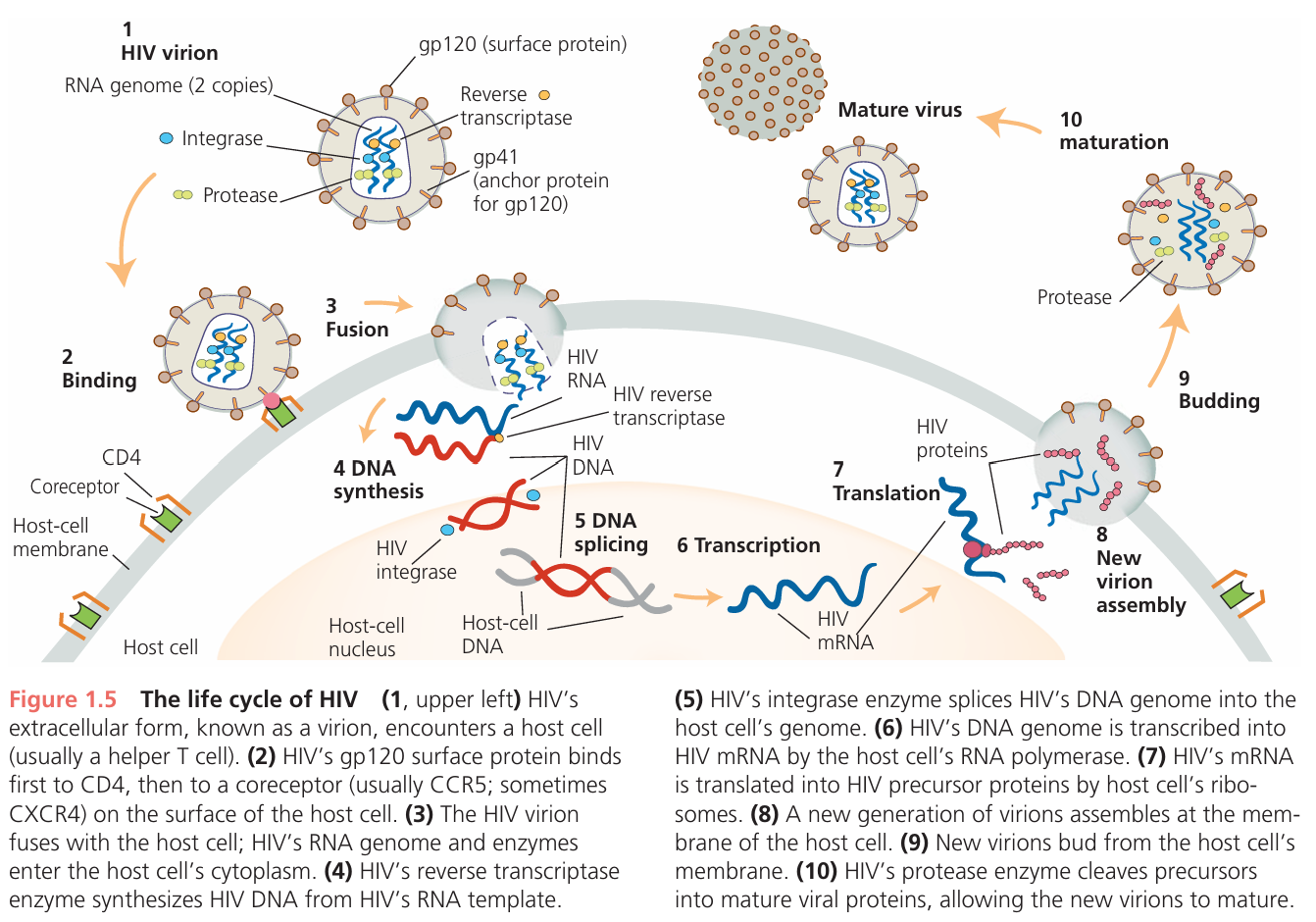<p>The life cycle includes an extracellular phase and an intra cellular phase. During the extracellular, or infectious phase, the virus moves from one host cell to another and can be transmitted from host to host. The extracel lular form of a virus is called a virion or virus particle. During the intracellular, or replication phase, the virus replicates. HIV initiates its replication phase by latching onto two proteins on the surface of a host cell. After adhering first to CD4, HIV attaches to a second protein, called a coreceptor. This leads to fusion of the virion’s envelope with the host’s cell membrane and spills the contents of the virion into the cell. The contents include the virus’s genome (two copies of a single-stranded RNA molecule) and two viral enzymes: reverse transcriptase, which transcribes the virus’s RNA genome into DNA; and integrase, which splices this DNA genome into the host cell’s genome. Once HIV’s genome has infiltrated the host cell’s DNA, the host cell’s RNA polymerase transcribes the viral genome into viral mRNA. The host cell’s ribo somes synthesize viral proteins. New virions assemble at the host cell’s membrane, then bud off into the bloodstream or other bodily fluid. Inside the new virions, HIV’s protease enzyme cleaves precursors of various viral proteins into functional forms, allowing the virions to mature. The new virions are now ready to invade new cells in the same host or to move to a new host. A notable feature of HIV’s life cycle is that the virus uses the host cell’s own enzymatic machinery—its polymerases, ribosomes, and tRNAs, and so on—in&nbsp;almost every step. This is why HIV, and viral disease in general, is so difficult to treat. It is a challenge to find drugs that interrupt the viral life cycle without also disrupting the host cell’s enzymatic functions and thus causing debilitating side effects. Effective antiviral ther apies usually target enzymes specific to the virus, such as reverse transcriptase and integrase.</p>