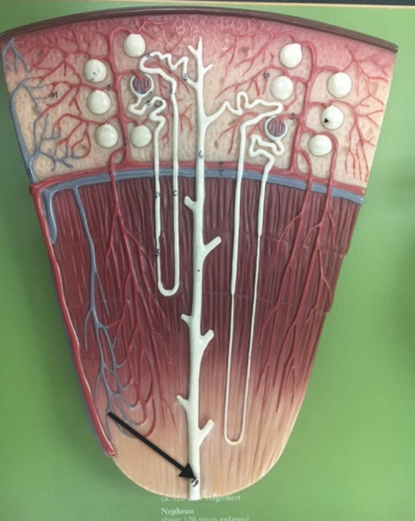 <p>Name the structure </p>