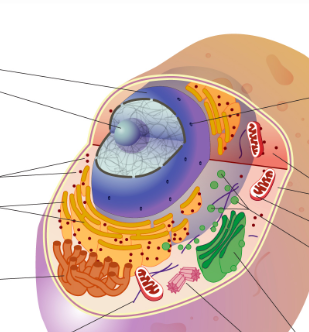 <p>What is this? What is its function?</p>