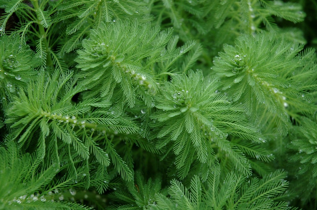 Family: Haloragaceae

SN: Myriophyllum aquaticum