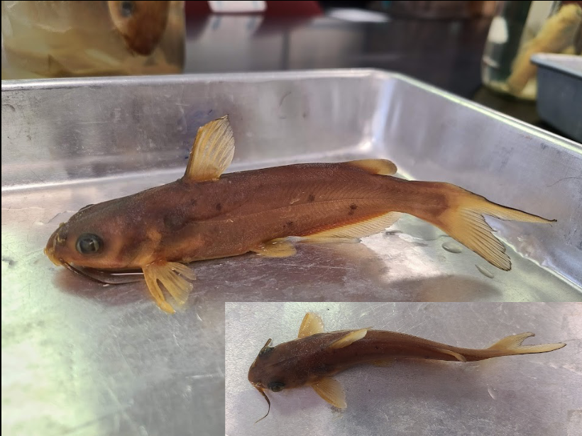 <p>What is the taxonomy, common name, and scientific name of this fish</p>