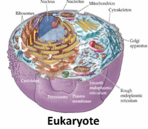 <p>have organelles + nucleus + organization</p>