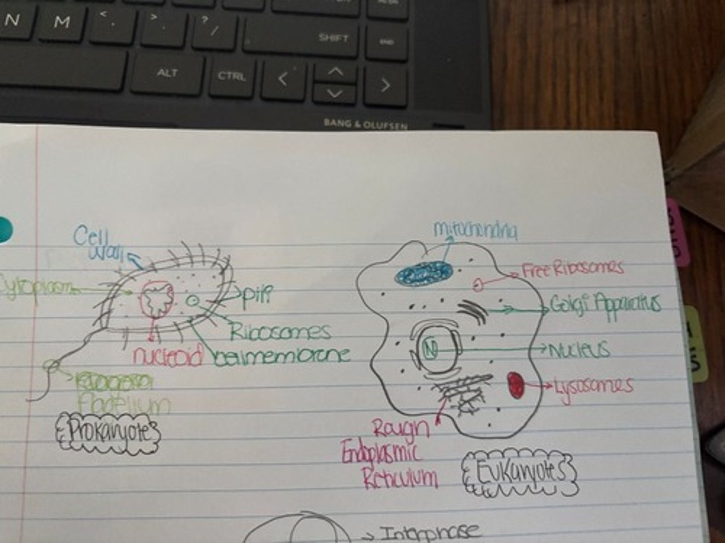 <p>Simple cells with no nucleus or membrane-bound organelles. Example: Bacteria.</p>