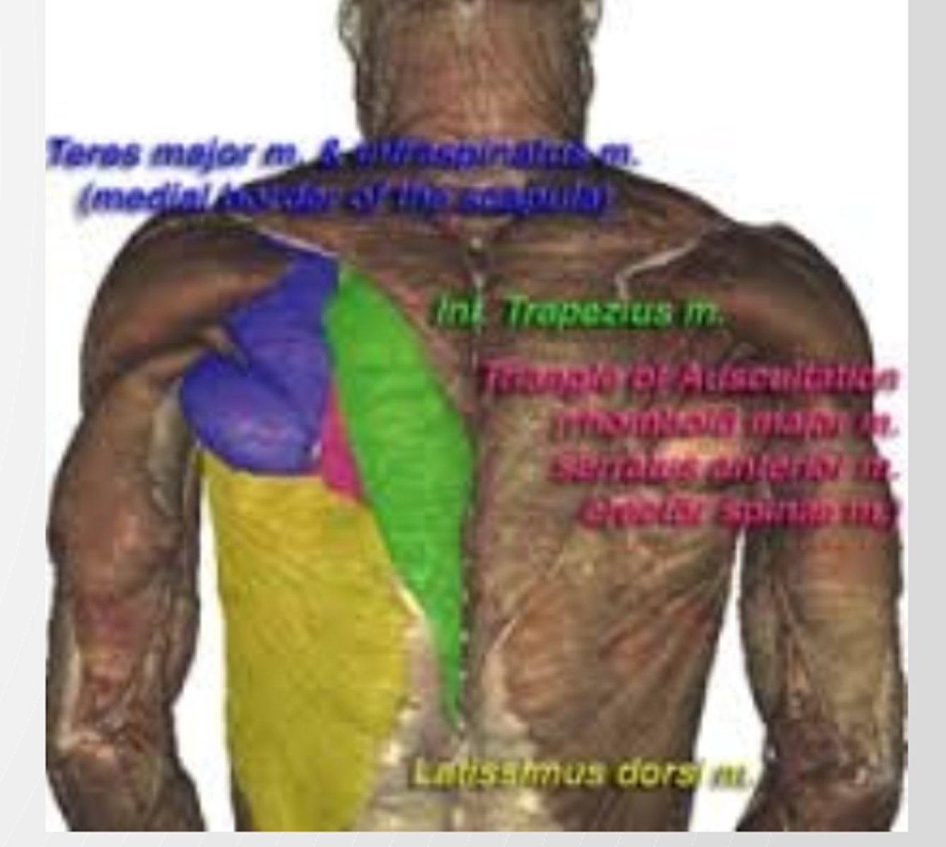 <p>Medially= trapezius</p><p>Superiorly= rhomboid major Inferiorly= latssimus dorsi</p><p>Floor= thoracic wall</p>