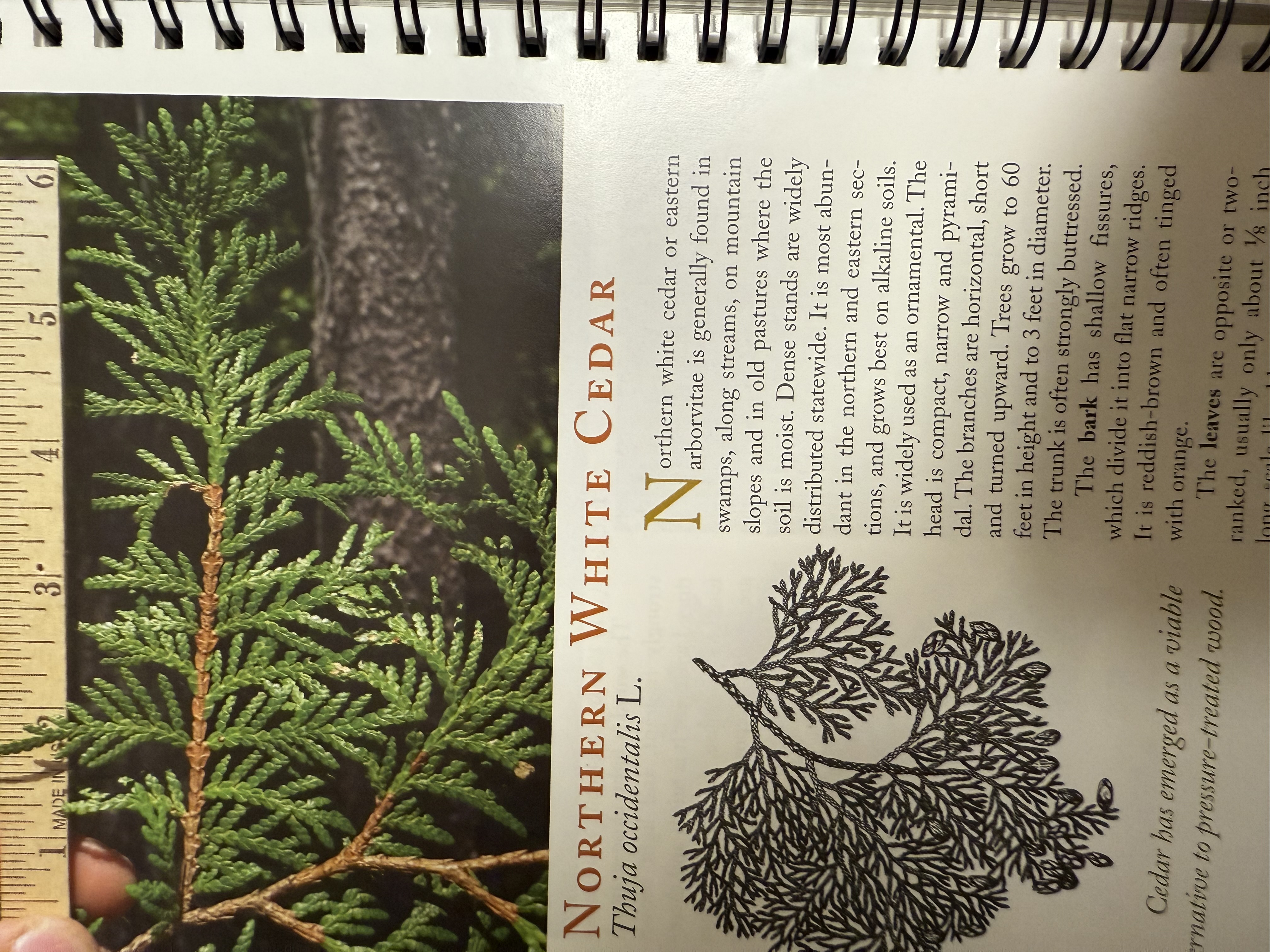 <p>northern white cedar</p>