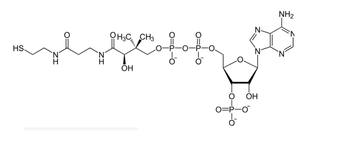<p>Transfers acyl groups<span> </span></p>