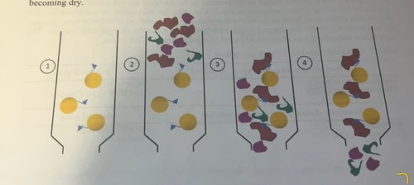 <p>-the solid support is the yellow bead and the blue triangle attached to the bead is the ligand.</p><p>-the column is then equilibrated with a buffer similar to the buffer that was used to extract protein from the cells or tissues.</p><p>-following the extraction of proteins from the cells of the tissue into solution, a small volume of the crude lysate is applied to the top of the column and allowed to flow down into the column (2).</p><p>-once the sample has entered the column, a wash buffer is continuously added to the top of the column to promote the flow of protein solution within the column, and to prevent the column from becoming dry.</p><p>-the protein that we want to purify (indicated by the red structure) has the ability to bind to the functional group on the beads, whereas other proteins (purple and green structures) do not and these proteins flow right through the column (3 and 4).</p><p>-the column will be washed with several column volumes of wash buffer to ensure nonbinding protein has been removed from the column.</p><p>-ideally at this point, only buffer and the protein of interest (bound to the resin) remain in the column.</p>