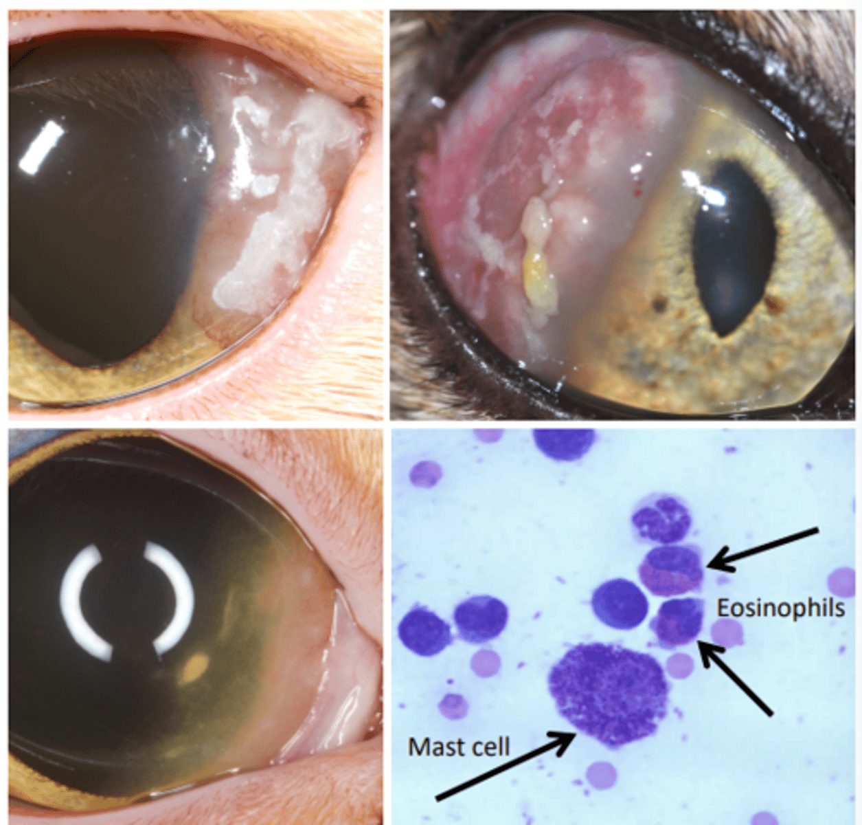 <p>What am I describing?</p><p>- Red opacities</p><p>- Feline, equine, rabbit</p><p>- Implications with herpesvirus</p><p>- Recurrent, persistent</p><p>- Raised pink/white plaques from the limbus with vessels</p><p>- Usually unilateral and not ulcerative</p><p>- Variable pain</p>