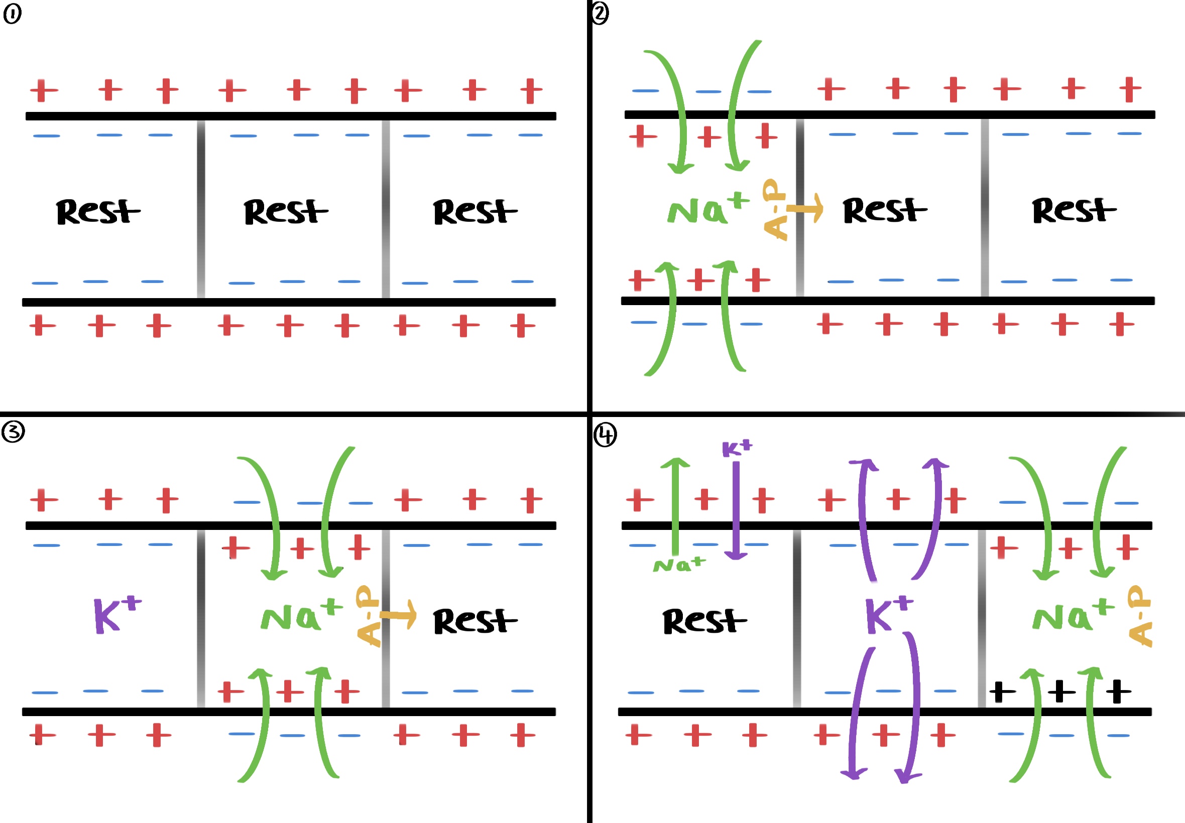 <ul><li><p>Na+ ions enter the neurone and a local flow of electrical current occurs due to Na+ ions diffusing sideways down the electrochemical gradient (local circuits)</p></li></ul><ul><li><p>With the arrival of some Na+ ions in the next part of the neurone, the membrane is depolarised.</p></li><li><p class="has-focus">This change in potential difference causes Na+ voltage gated channels in the next part of the membrane to open.</p></li></ul><ul><li><p class="has-focus">Na+ ions rapidly diffuse into the neurone, and the action potential has moved along.</p></li></ul><ul><li><p class="has-focus">Each region of the membrane stimulates the next region to undergo an action potential.</p></li><li><p class="has-focus">Behind the action potential re-polarisation occurs</p></li></ul><p></p>