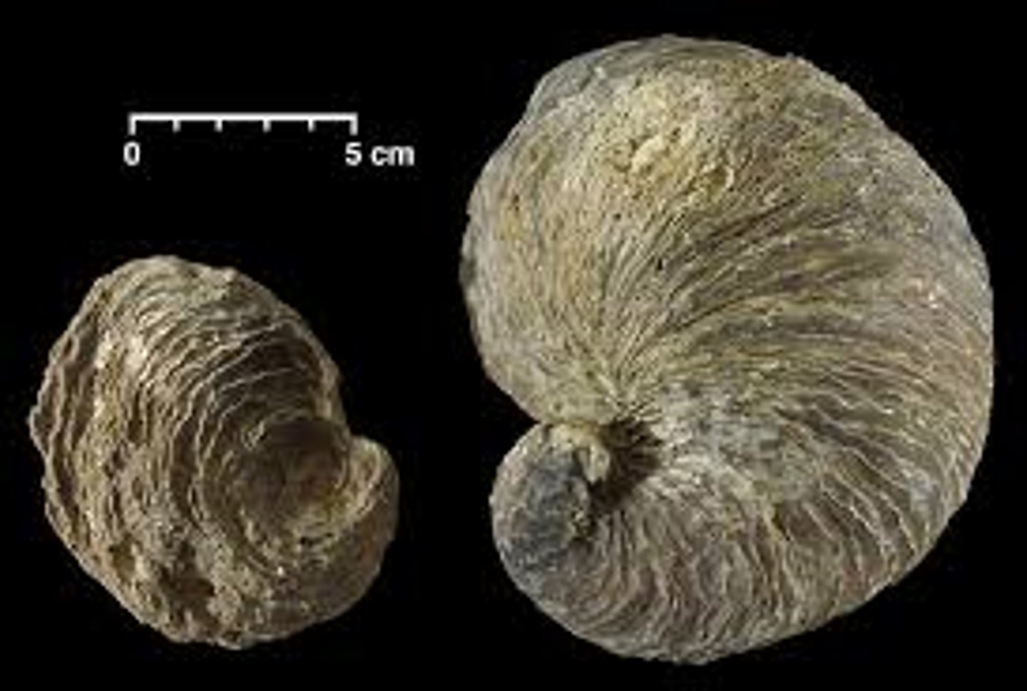 <p>an extinct genus of fossil marine oysters. These bivalves grew cemented by the more cupped left valve. The right valve is flatter, and the beak is curved to one side</p><p>Phylum Mollusca; Class Bivalvia</p>