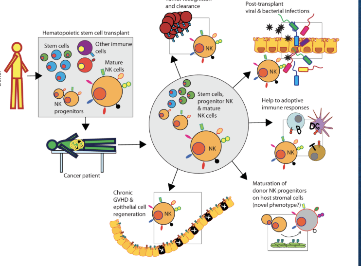 <p>Hematopoietic Stem Cell Transplant.</p>