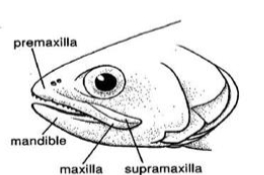 <p>What type of mouth?</p>