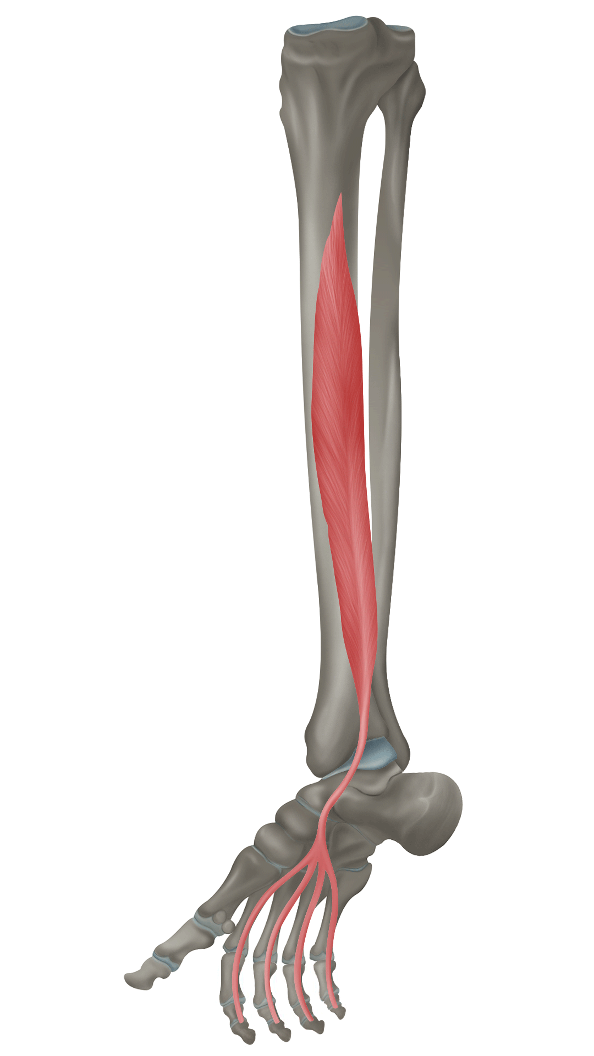 <p>m. flexor digitorum longus - FUNKCE</p>