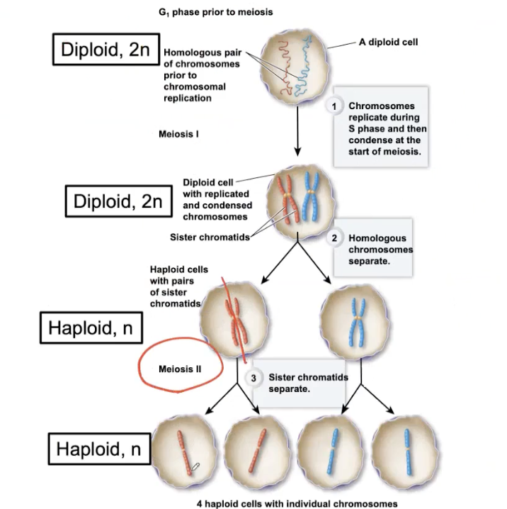 <p>Chromatids stay together in Meiosis 1.&nbsp;</p>