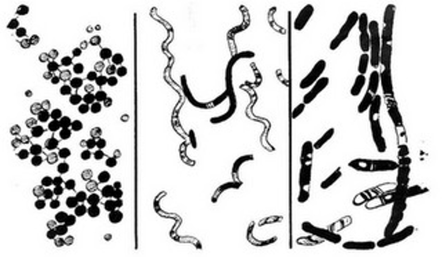<p>-cocci (round shaped)</p><p>-bacilli (short and rod-shaped)</p><p>-spirilla (spiral, corkscrew shaped)</p>