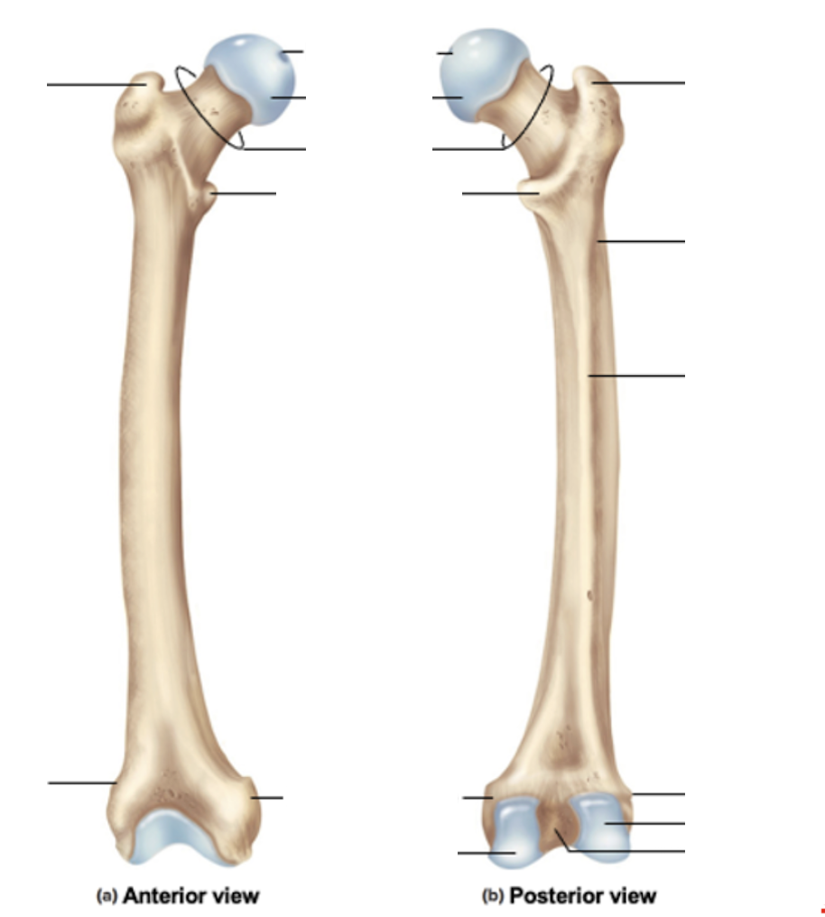 <p>Identify the bone features of the FEMUR</p>