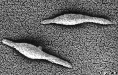 <p>Mycoplasmas</p>