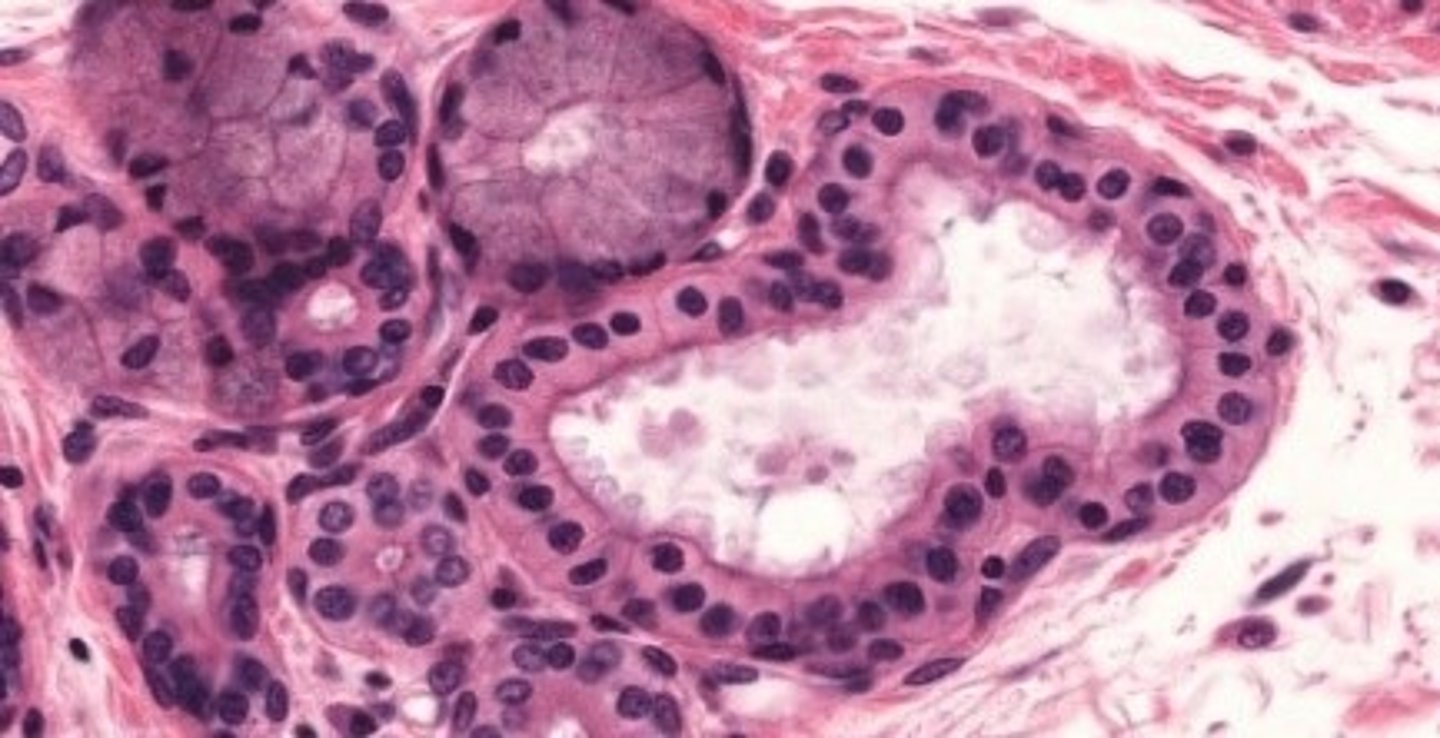 <p>duct of esophagus</p>