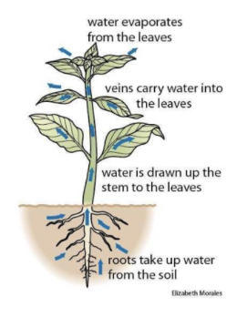 \
* Is the unidirectional movement of water from the stomata in the xylem vessels
* Loss of water vapour from the surface of the plant by evaporation 
* It is passive as it is controlled by the heat energy of the sun and doesn’t require ATP from the plant 
* Is not a primary need of a plant but is mainly a consequence of having open stomata for gas exchange 