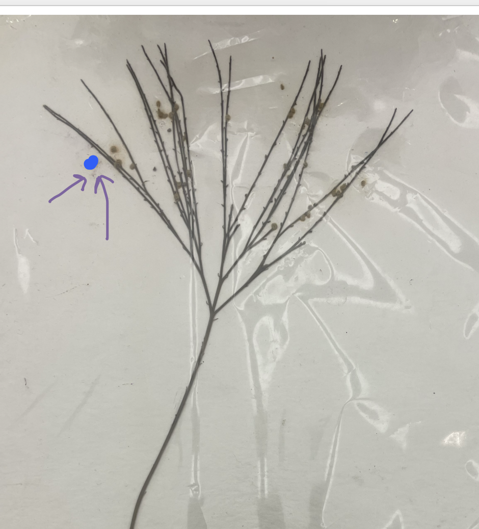 what is the __**purple**__ arrow pointing to?