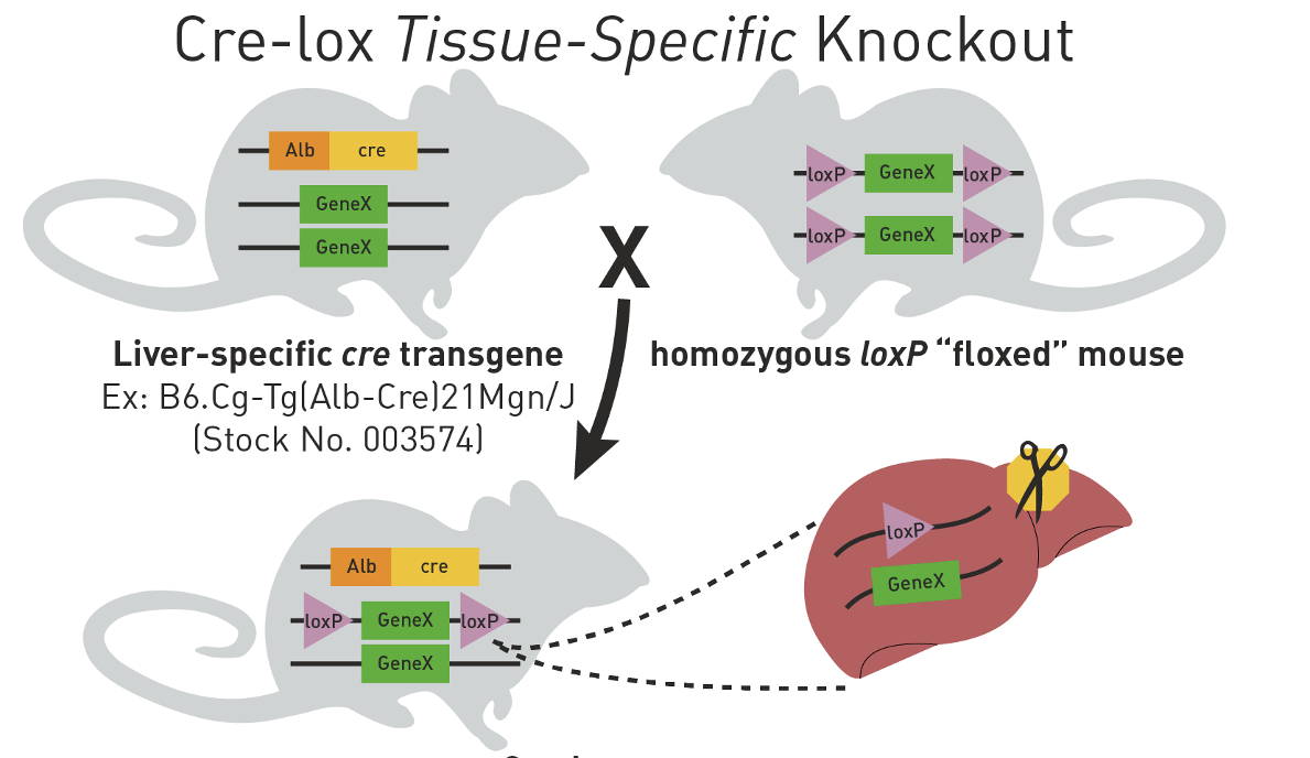 <p>Cre-lox tissue-specific knockout</p><ul><li><p>heterozygous for GeneX conditional knockout after 1 generation</p></li><li><p>how husbandry can be used to prepare unique targeting of floxed locus in mice</p></li></ul><p></p>