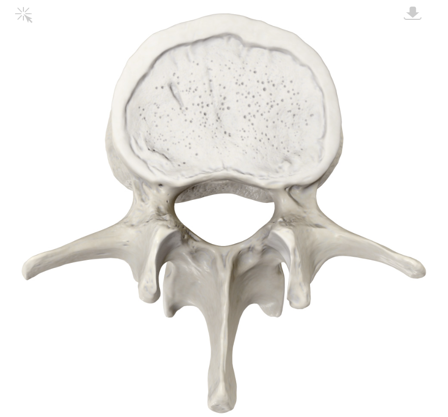 <p>Bones of your lower back, located between the thoracic vertebrae</p>