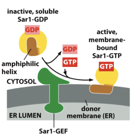 <p>When Sar1 is bound to GDP, it has an amphiphilic helix folded inside the protein. Once bound to GTP, the helix pops out and is hydrophobic in places, allowing the helix to integrate into the membrane by inserting itself into the cytosolic leaflet of the lipid bilayer. The inner area remains the same, while the outer is larger, causing deformation of the membrane required to pinch off this vesicle.</p>