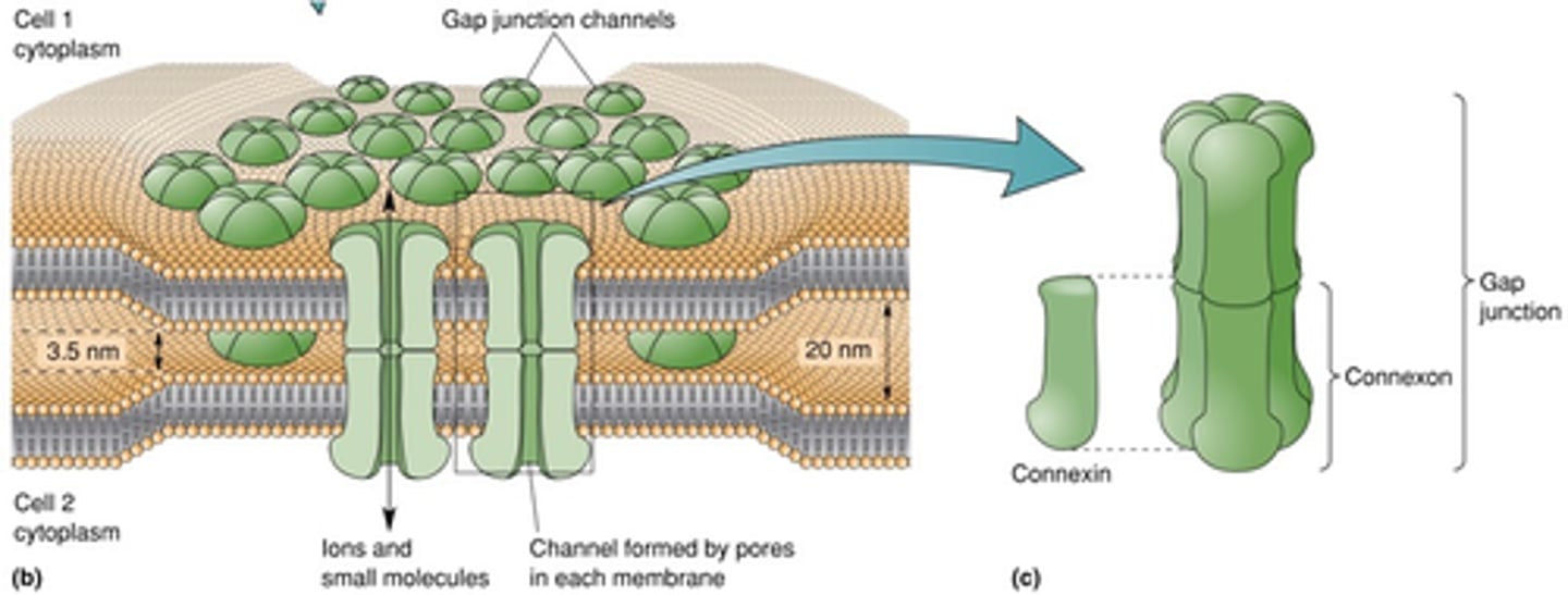 <p>What is in the membrane of each astrocyte that allows the movement of ions and small molecules in and out of the cell?</p>