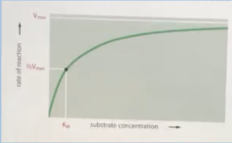 <p><span style="background-color: transparent;"><span>You are running an experiment to mutate an enzyme in order to increase the enzyme’s ability to bind its substrate. Using the graph as a comparison, what effect would the mutant version of the enzyme likely have on the Km?</span></span></p><p></p><p><span style="background-color: transparent;"><span>A. The KM would move to the right (increases)</span></span></p><p><span style="background-color: transparent;"><span>B. The KM would not change at all (no effect)</span></span></p><p><span style="background-color: transparent;"><span>C. The KM would move to the right initially but eventually move to the left</span></span></p><p><span><span>D. The KM would move to the left (decrease)</span></span></p>