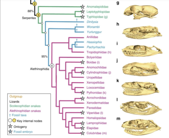 <p>Snake Family Phylogenetic Tree</p>