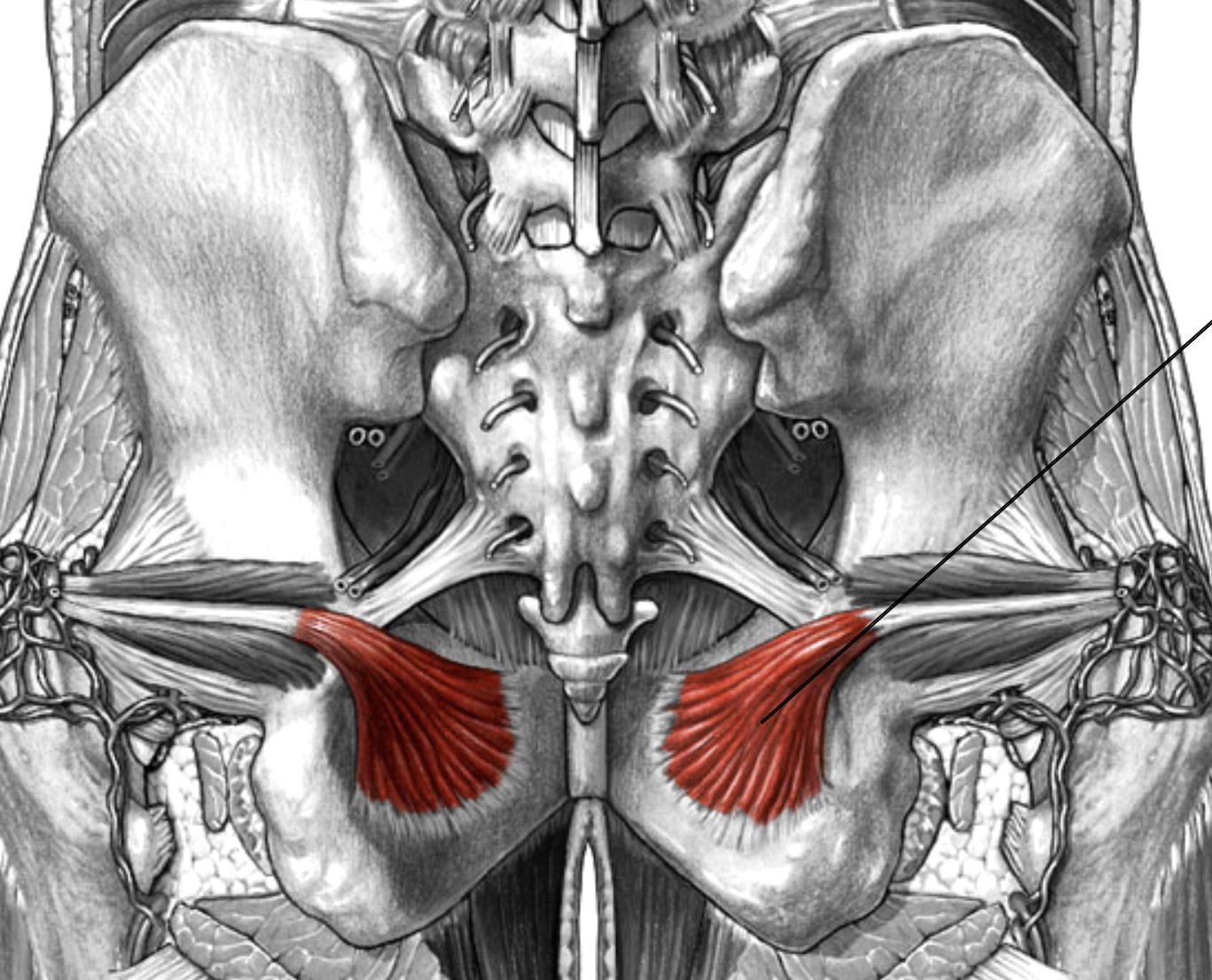 <p>Which muscle of the femur is:</p><ul><li><p>Inferior to superior gemellus, superior to inferior gemellus</p></li><li><p>Action: lateral rot hip</p></li><li><p>Nerve: sacral plexus</p></li></ul><p></p>