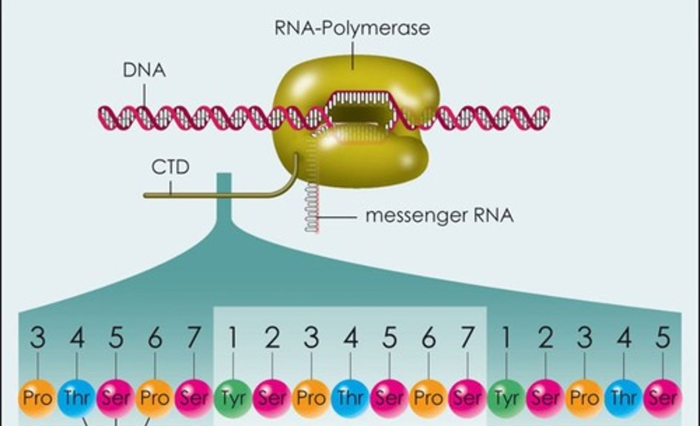 <p>composed of tandem heptad amino acid repeats that constitutes a unique feature of RNAP II and distinguishes it from all other polymerases</p>