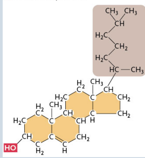 <p>The most common steroids</p><p> </p><p>Have a single polar OH group linked to one end of the ring framework and a complex, nonpolar hydrocarbon chain at the other end</p><p> </p><p>Ex. Cholesterol (picture shown)</p>