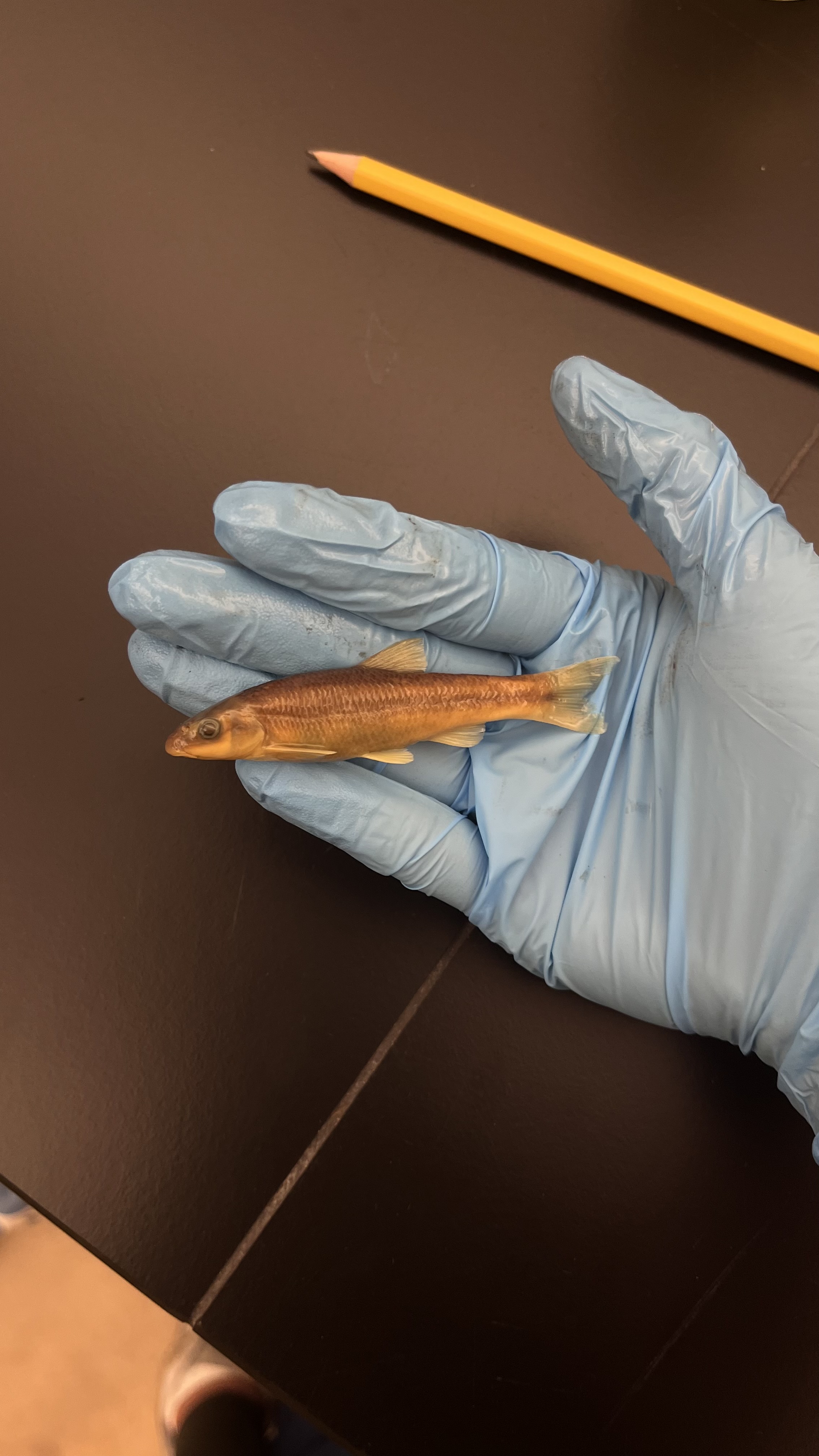 <p>Largescale Stoneroller</p>