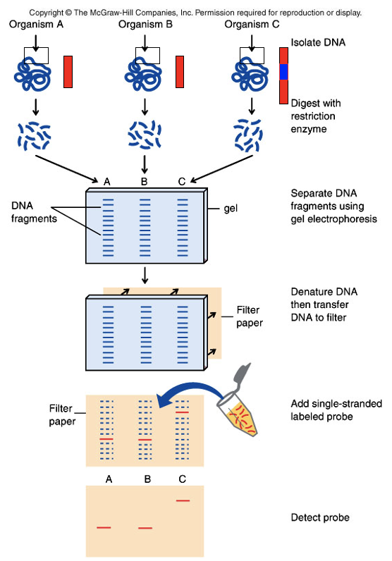 <ul><li><p>uses probes to detect DNA sequences in restriction fragments separated from gel electrophoresis </p></li></ul>