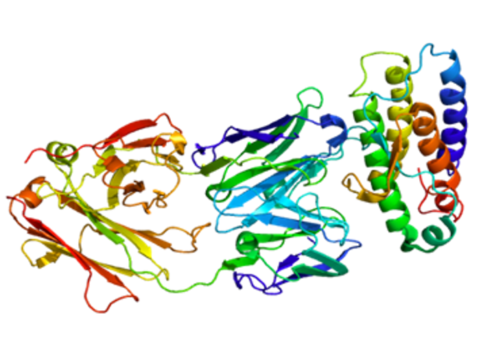 <p>A glycoprotein hormone that stimulates the development of megakaryocytes into platelets, contributing to blood clotting.</p>