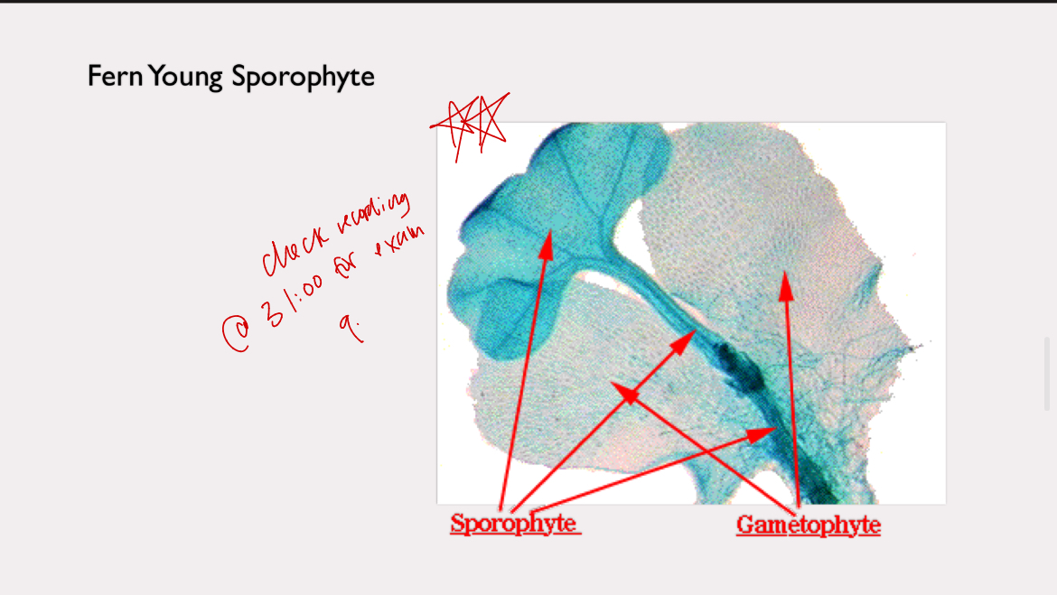 <p>lower tracheophyte</p>