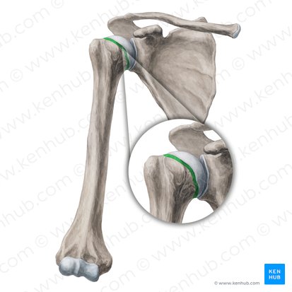 <ul><li><p>joint capsule attaches here</p></li></ul><p></p>