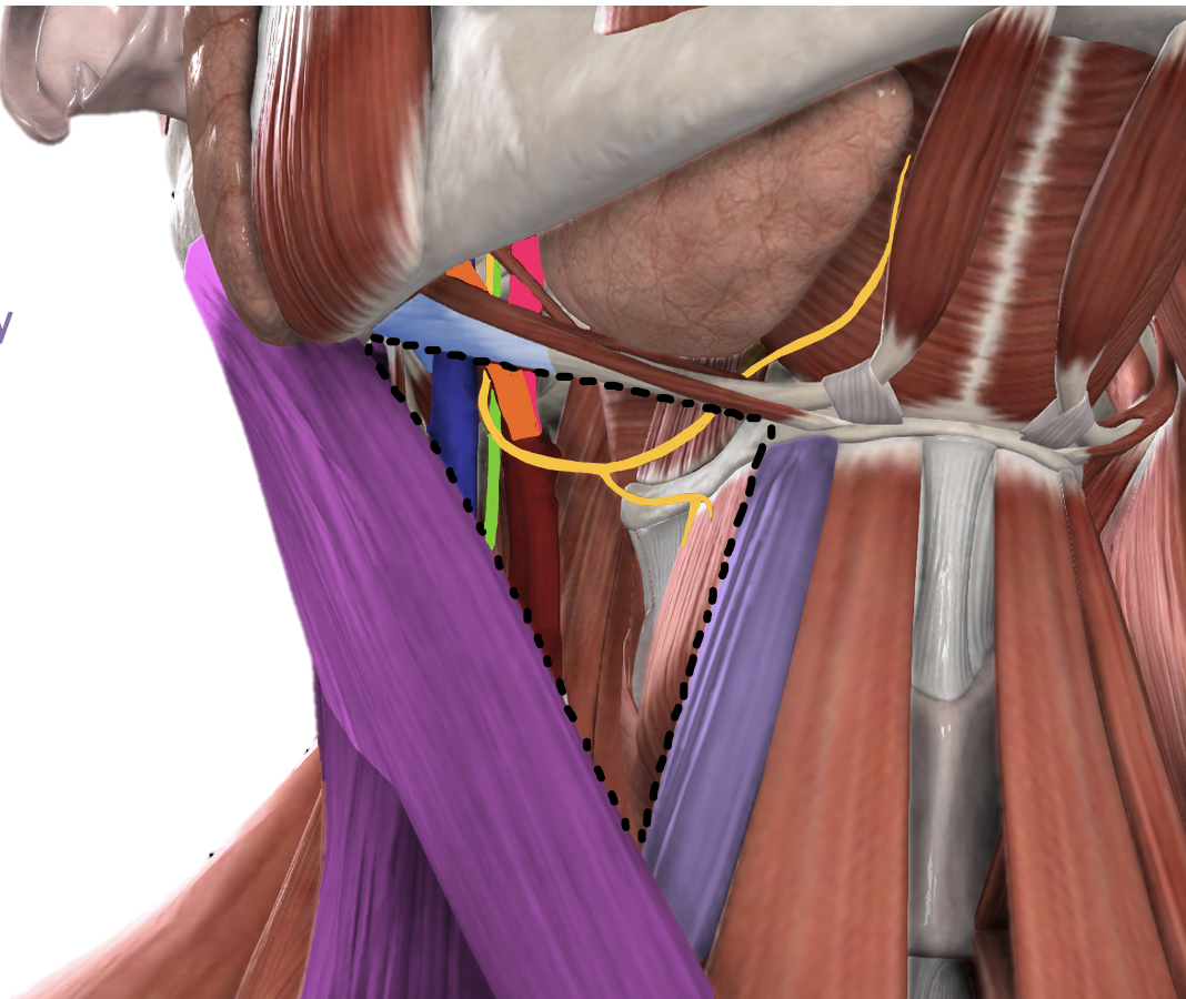 <p>Borders and content of the Anterior Triangle - Carotid Triangle</p>