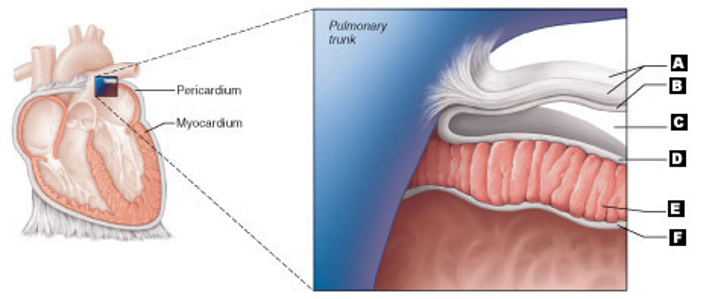 <p>outermost layer of heart tissue. (in image: D)</p>