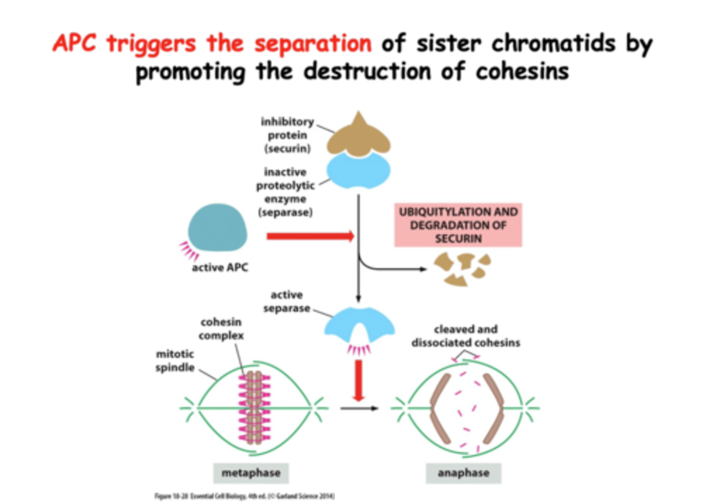 <p>APC (Anafas Promoting Complex) är ett protein som kan hämma CDK genom att ubiquintinera cyklinet (dvs markera det för nedbrytning i proteasomen). APC katalyserar nedbrytning av cohesin och tillåter systerkromatiderna att separeras i anafasen. </p>