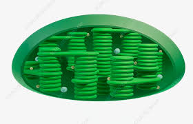 <p>Identify and explain the function of this organelle:</p>