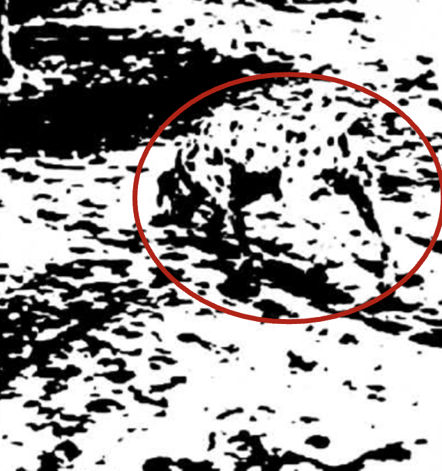 <p>S: Physical: visible light (a type of electromagnetic radiation) is detected by structures in your eyes which transduce it into neural impulses.</p><p></p><p>P: First, you might only perceive white color &amp; shape: black &amp; white blobs. Then, you might identify the dalmatian dog sniffing the ground.</p>