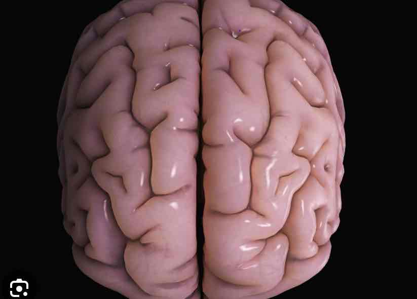 <p>Cerebral Cortex</p>