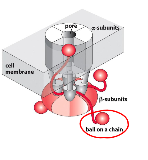 <p>prototype 1 structure with 4 unjoined α subunits that form a pore</p><p>each α subunit is associated with a β subunit which reversibly plugs the pore</p>