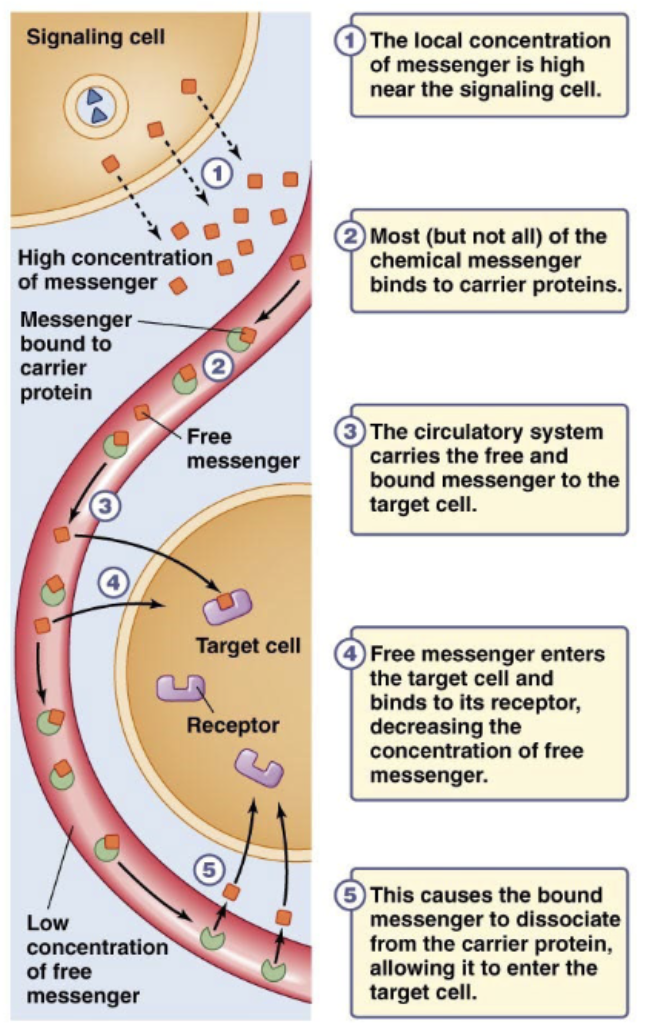 <p>synthesized on demand —&gt; the chemical messenger binds to carrier proteins (most not all) —&gt; circulatory system carries the free and bound messenger to target cell —&gt; free messenger binds to intracellular or transmembrane receptors (usually intracellular) </p>