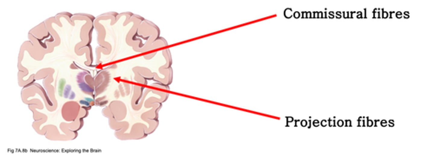 <p>What do projection fibres do in white matter?</p>